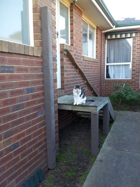 Climbing and scratching posts