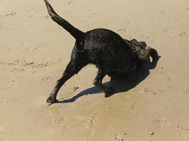 Toby at the Beach